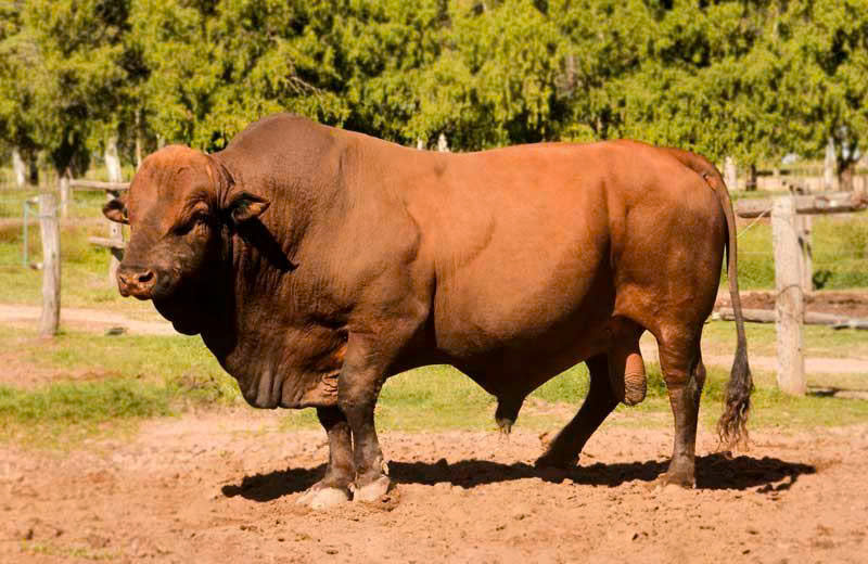 GIỐNG VACA - S