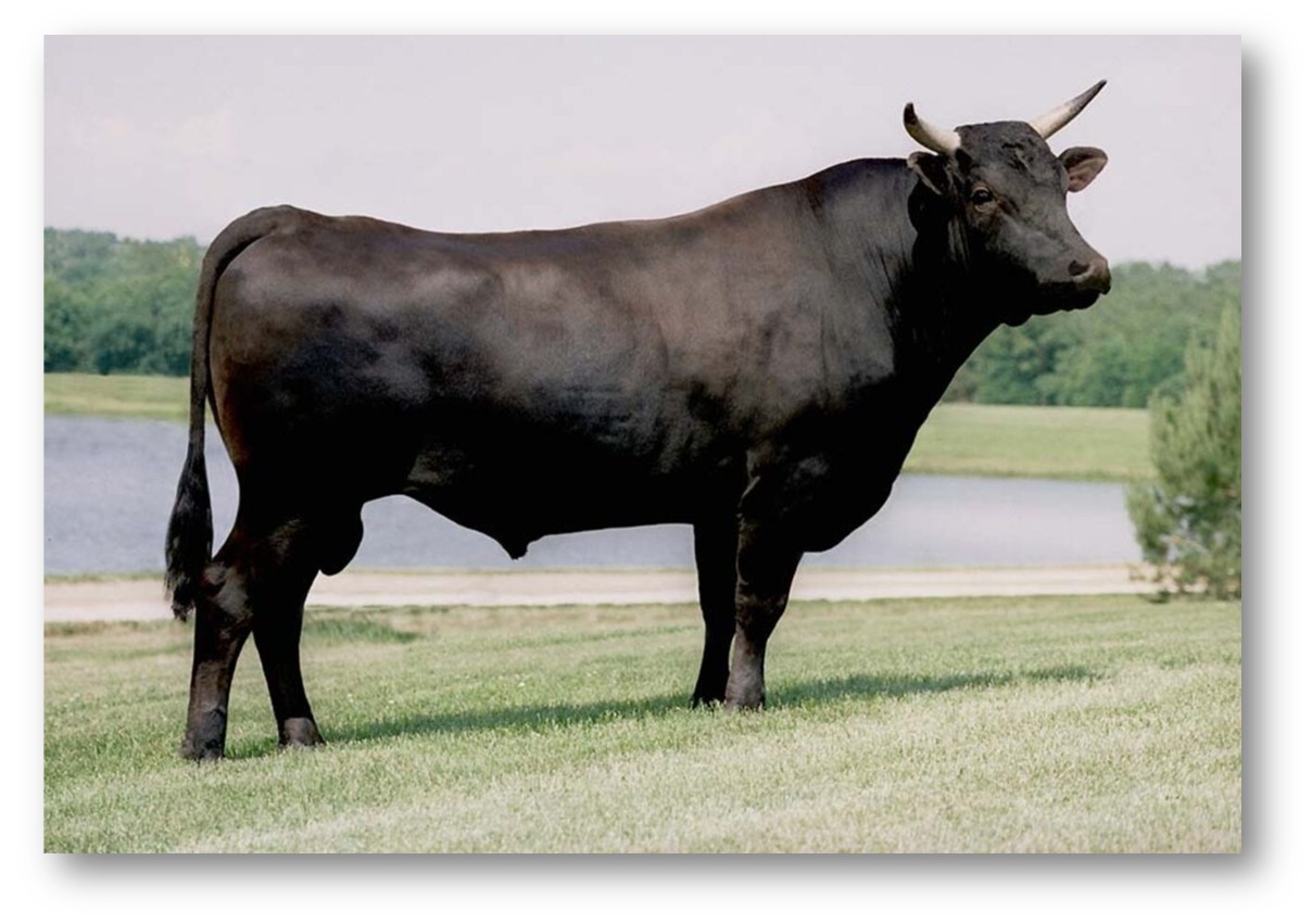 GIỐNG VACA – G